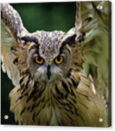 Portrait Of Eagle Owl Acrylic Print