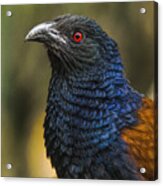 Portrait Of The Greater Coucal Acrylic Print