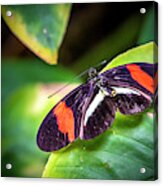 Postman Butterfly Acrylic Print