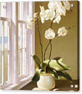 Pot Of Orchids Acrylic Print