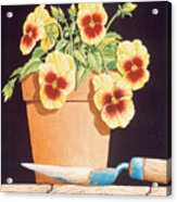 Potted Pansies Acrylic Print