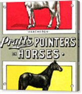 Pratts Pointers On Horses Acrylic Print
