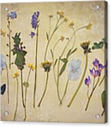 Pressed Spring Flowers Acrylic Print