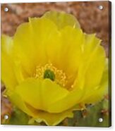 Prickly Pear Cactus Bloom - Yellow Acrylic Print