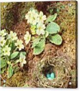 Primroses And Bird's Nest With Three Blue Eggs Acrylic Print
