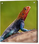 Profile Of Male Red-headed Rock Agama Acrylic Print