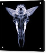 Pronghorn X-ray 04 Acrylic Print