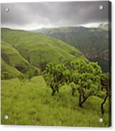 Protea Trees Overlooking A Grassy Acrylic Print