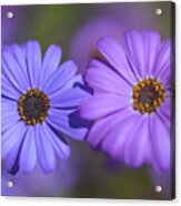 Purple And Blue. Swan River Daisies Acrylic Print