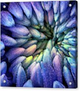 Purple Flower Acrylic Print