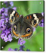 Purple Flowers And Butterfly Acrylic Print