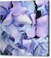 Purple Hydrangea Bush Acrylic Print