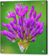 Purple Love Acrylic Print