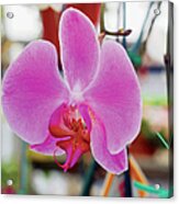 Purple Orchid In Bloom, Close-up Acrylic Print