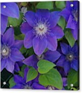 Purple Perennials Acrylic Print
