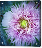 Purple Poppy Acrylic Print