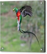 Quetzal Hurrying Home With Food Acrylic Print