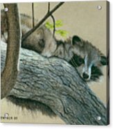 Raccoon Acrylic Print