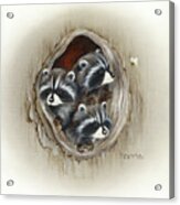 Raccoons In Hole Acrylic Print
