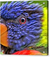 Rainbow Lorikeet Acrylic Print