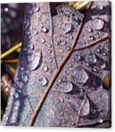 Nature Photography - Fall Leaves #3 Acrylic Print