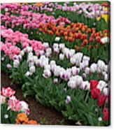 Rainy Tulip Festival Acrylic Print