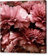 Ranunculus Petal Play Acrylic Print