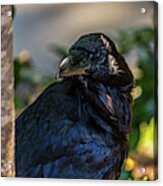 Raven Watching Acrylic Print