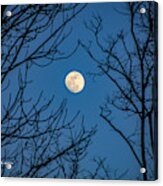 Reaching For The Moon Acrylic Print