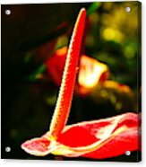 Red Anthurium Solo Acrylic Print