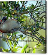 Red-bellied Woodpecker With Acorn Acrylic Print
