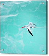 Red-billed Tropicbird Flying Acrylic Print