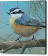 Red Brested Nuthatch Acrylic Print