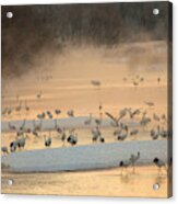 Red Crowned Crane And Whooper Swans Acrylic Print