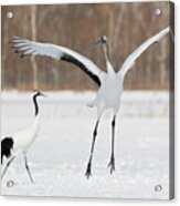 Red Crowned Crane Of Northern Island Acrylic Print