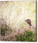 Red Grouse Acrylic Print