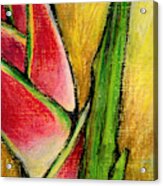 Red Heliconia Acrylic Print