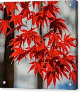 Red Leaves Acrylic Print