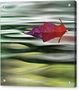 Red Maple Leaf Floating Acrylic Print