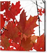 Red Maple Leaves 2 Acrylic Print