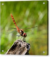 Red Meadowhawk Dragonfly Sympetrum Species Helicopter Of The Animal World Resting Standing On Branch Acrylic Print