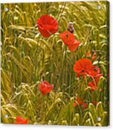 Red Poppy Flowers In Wheat Field Acrylic Print
