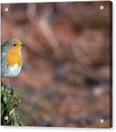 Red Robin In The Woods At Autumn Acrylic Print