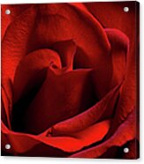 Red Rose Acrylic Print