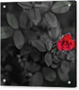 Red Rose Acrylic Print