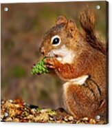 Red Squirrel Acrylic Print