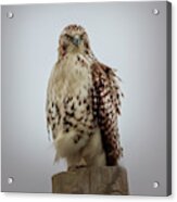 Red Tailed Hawk Acrylic Print