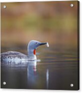 Red-throated Loon With A Sparepart Acrylic Print