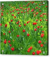 Red Tulip Garden Acrylic Print