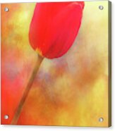 Red Tulip Reaching For The Sun Acrylic Print